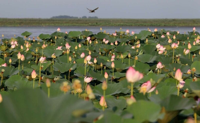 Anzali wetland