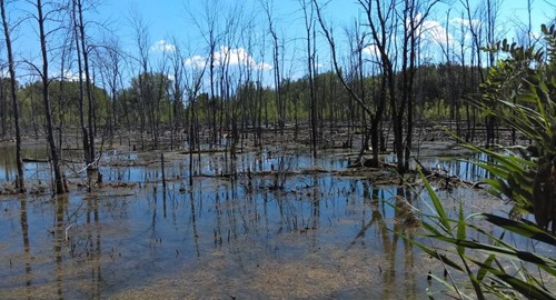 A wetland on the eco campus Hubert Reeves