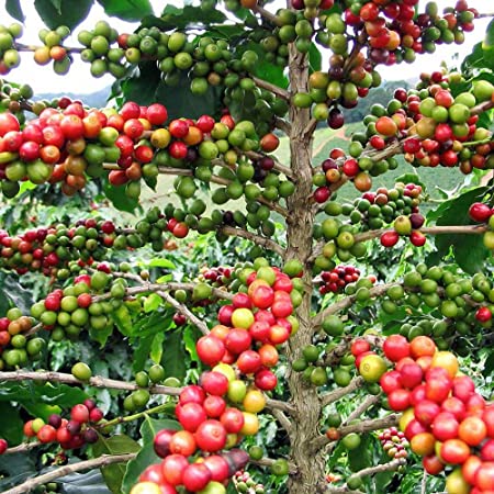 Coffee tree