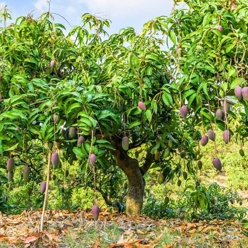 Mango tree