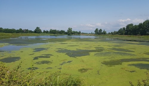 The lagoon before restoration